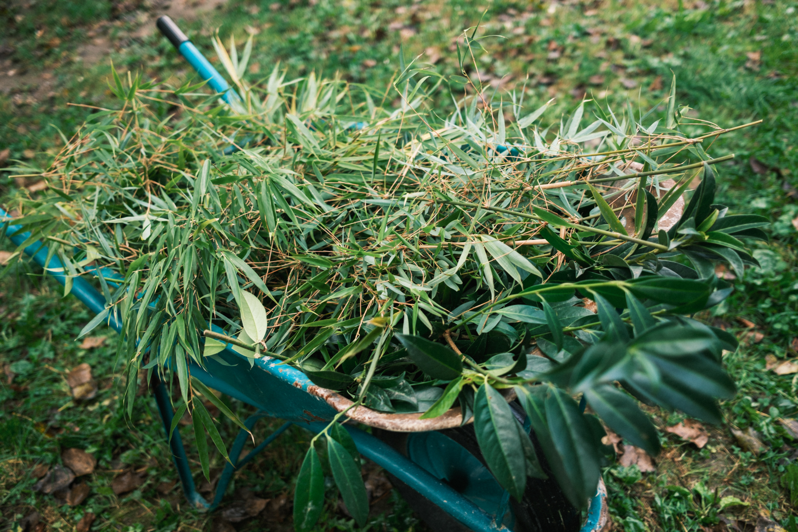 3 bambus in lovorikovec