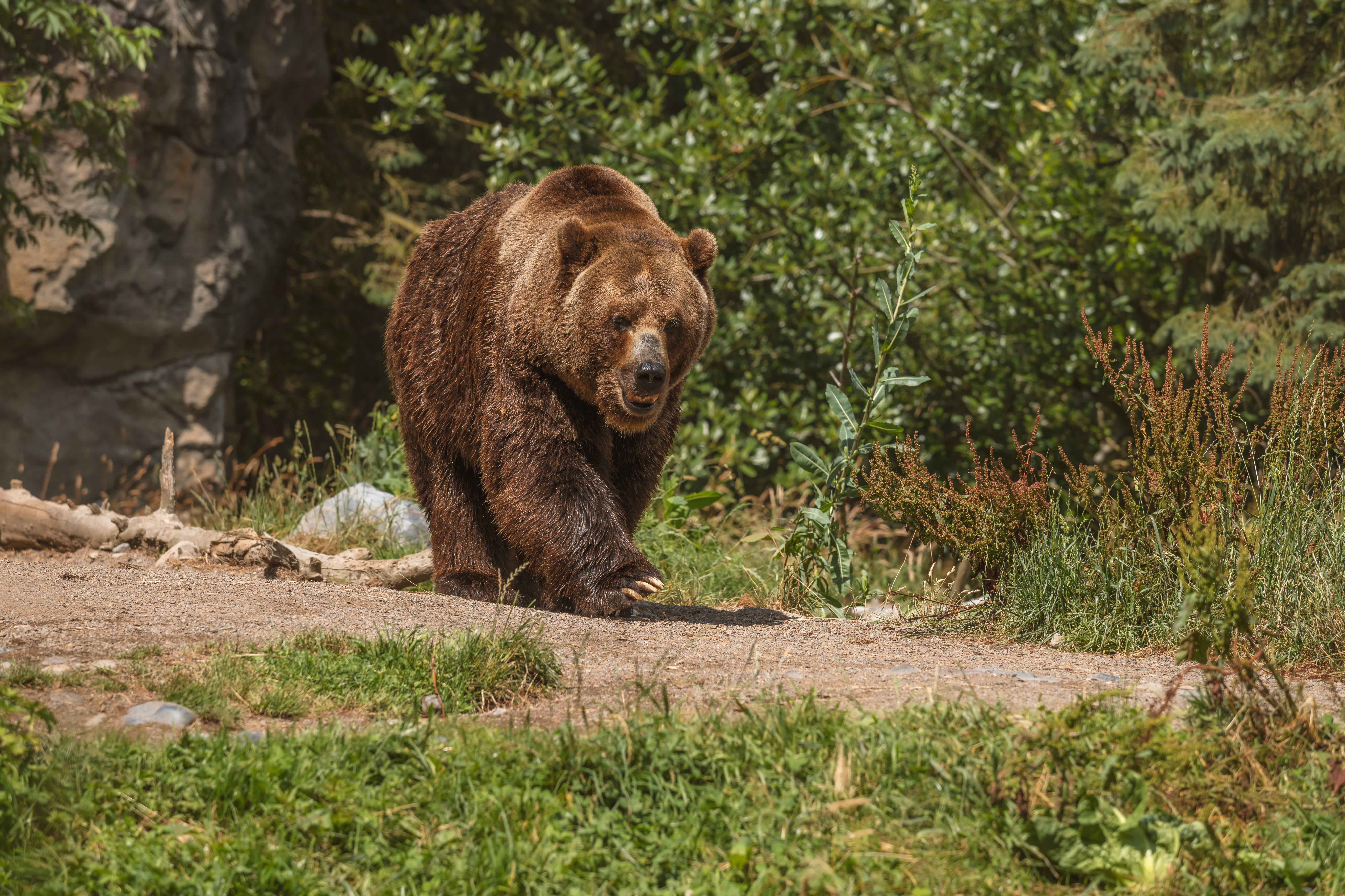 brown bear forest 1
