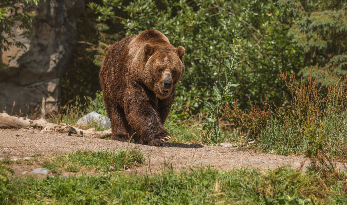 Ravnanja ob srečanju z rjavim medvedom